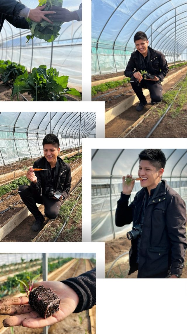 A sequence of photographs showing Leo with carrots and plants inside a greenhouse.