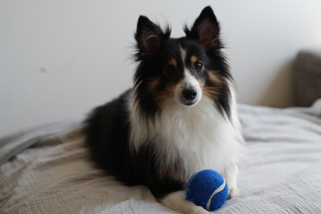 Scout, a black, white, and tan dog, resting beside a blue tennis ball.